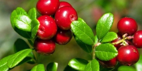 Kako zamrznuti brusnice u zamrzivaču